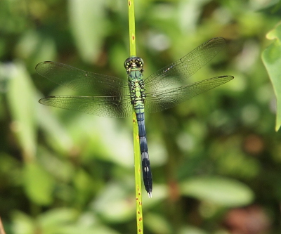 [Back top view of the dragonfly as it holds a green twig.]